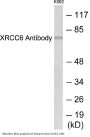 XRCC6 Colorimetric Cell-Based ELISA