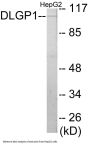 DLGP1 Colorimetric Cell-Based ELISA