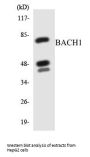 BACH1 Colorimetric Cell-Based ELISA