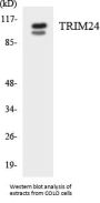 TRIM24 Colorimetric Cell-Based ELISA