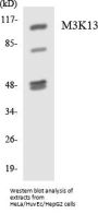 M3K13 Colorimetric Cell-Based ELISA