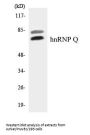 hnRNP Q Colorimetric Cell-Based ELISA