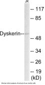 Dyskerin Colorimetric Cell-Based ELISA