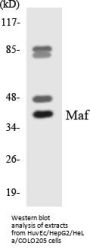 Maf Colorimetric Cell-Based ELISA