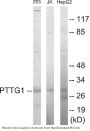 PTTG1 Colorimetric Cell-Based ELISA