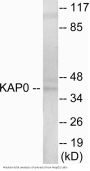 KAP0 Colorimetric Cell-Based ELISA