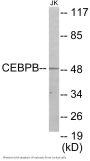 CEBPB Colorimetric Cell-Based ELISA