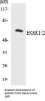 EGR1/2 Colorimetric Cell-Based ELISA