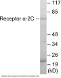 Adrenergic Receptor alpha-2C Colorimetric Cell-Based ELISA