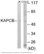 KAPCB Colorimetric Cell-Based ELISA