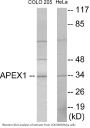 APEX1 Colorimetric Cell-Based ELISA