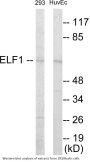 ELF1 Colorimetric Cell-Based ELISA
