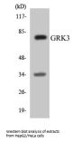GRK3 Colorimetric Cell-Based ELISA