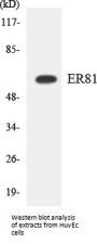 ER81 Colorimetric Cell-Based ELISA
