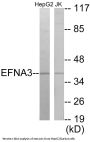 EFNA3 Colorimetric Cell-Based ELISA