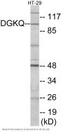 DGKQ Colorimetric Cell-Based ELISA