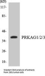 PRKAG1/2/3 Colorimetric Cell-Based ELISA