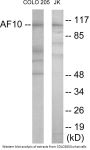 AF10 Colorimetric Cell-Based ELISA