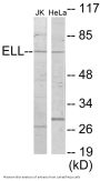 ELL Colorimetric Cell-Based ELISA