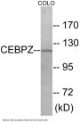 CEBPZ Colorimetric Cell-Based ELISA