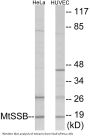 MtSSB Colorimetric Cell-Based ELISA