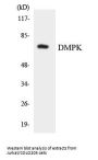 DMPK Colorimetric Cell-Based ELISA