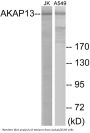AKAP13 Colorimetric Cell-Based ELISA