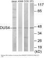 DUSP4 Colorimetric Cell-Based ELISA