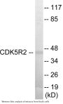 CDK5R2 Colorimetric Cell-Based ELISA