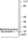 Myelodysplasia Syndrome 1 Colorimetric Cell-Based ELISA