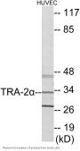 TRA-2 alpha Colorimetric Cell-Based ELISA