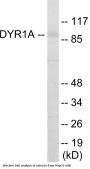 DYR1A Colorimetric Cell-Based ELISA