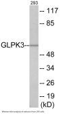 GK3 Colorimetric Cell-Based ELISA