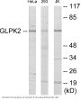 GK2 Colorimetric Cell-Based ELISA