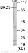 BRD3 Colorimetric Cell-Based ELISA