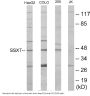 SSXT Colorimetric Cell-Based ELISA