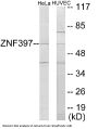 ZNF397 Colorimetric Cell-Based ELISA
