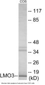 LMO3 Colorimetric Cell-Based ELISA