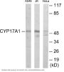 Cytochrome P450 17A1 Colorimetric Cell-Based ELISA