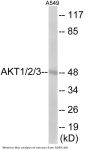 AKT1/2/3 Colorimetric Cell-Based ELISA