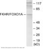 FKHR Colorimetric Cell-Based ELISA