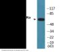 AMPKalpha (Phospho-Thr172) Colorimetric Cell-Based ELISA Kit