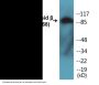 Amyloid beta A4 (Phospho-Thr743/668) Colorimetric Cell-Based ELISA Kit