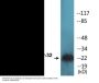 DARPP-32 (Phospho-Thr75) Colorimetric Cell-Based ELISA Kit