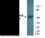 GSK3alpha/beta (Phospho-Tyr279/216) Colorimetric Cell-Based ELISA Kit