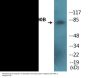 HSP90B (Phospho-Ser254) Colorimetric Cell-Based ELISA Kit