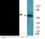 MEF2A (Phospho-Ser408) Colorimetric Cell-Based ELISA Kit