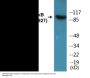 NF-kappaB p105/p50 (Phospho-Ser927) Colorimetric Cell-Based ELISA Kit