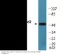 Smad2 (Phospho-Ser467) Colorimetric Cell-Based ELISA Kit