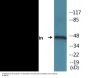 Synaptotagmin (Phospho-Ser309) Colorimetric Cell-Based ELISA Kit
